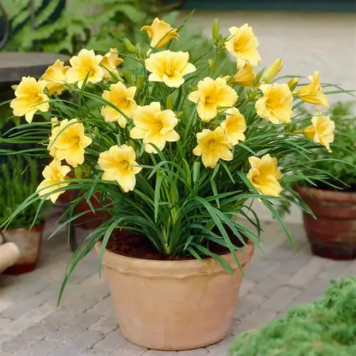 top Edible Flowers To Flavor Your Food and Improve Your Health