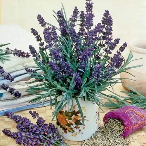 top best Great Edible Flowers To Flavor Your Food and Improve Your Health