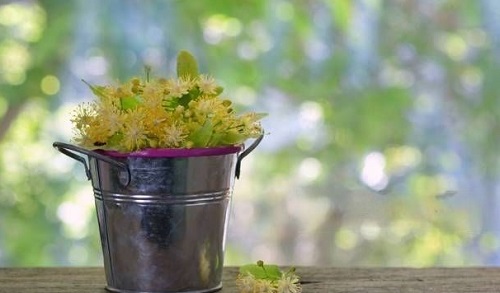 best Taste-Tasting Edible Flowers to Boost Your Well-being