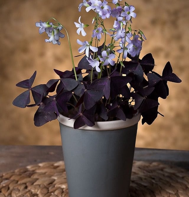 29 Most Beautiful Houseplants You Never Knew About