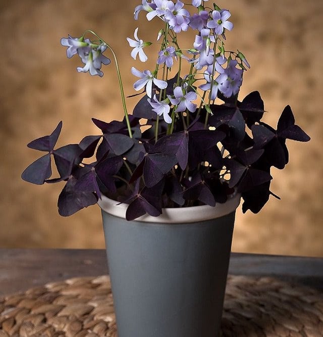 29 Most Beautiful Houseplants You Never Knew About 