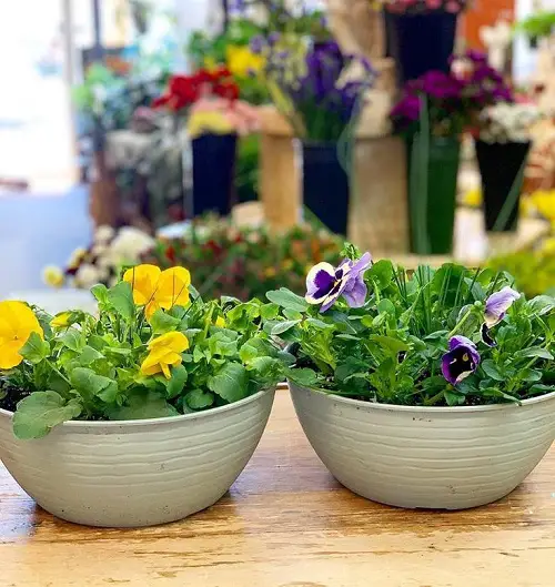 Great Edible Flowers To Flavor Your Food and Improve Your Health