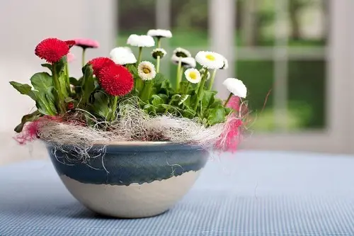 Amazing Edible Flowers To Flavor Your Food and Improve Your Health