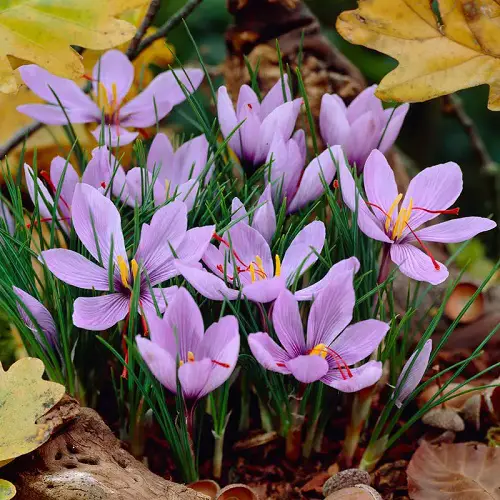Edible Flowers To Flavor Your Food and Improve Your Health