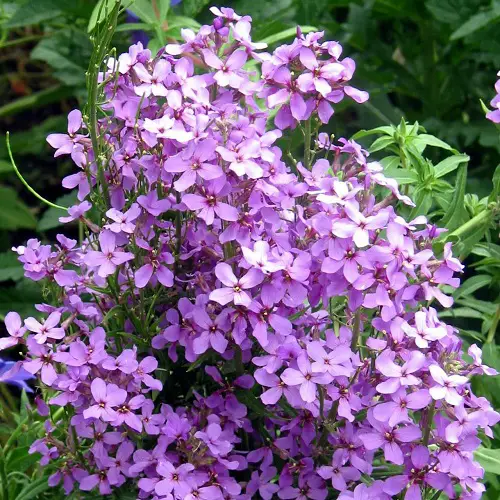 Great Edible Flowers To Flavor Your Food 