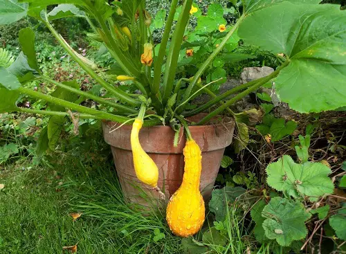 top Edible Flowers to Enhance Taste and Well-Being