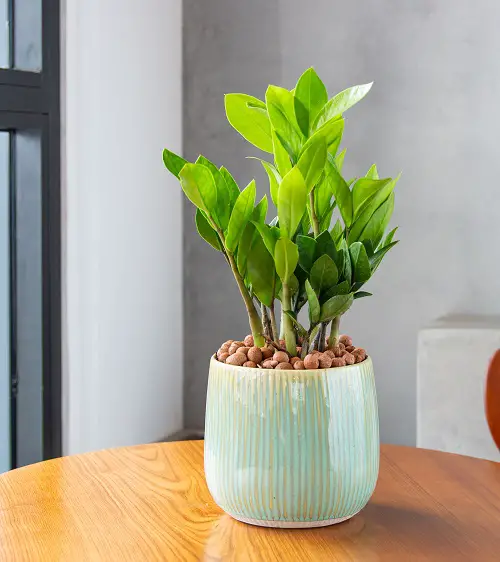 Zz plant for Gifting