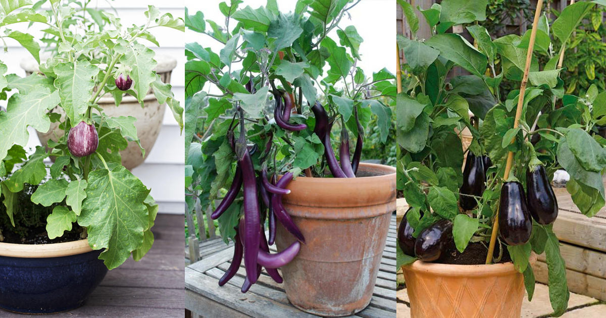 How to Grow an Eggplant in a Pot Balcony Garden Web