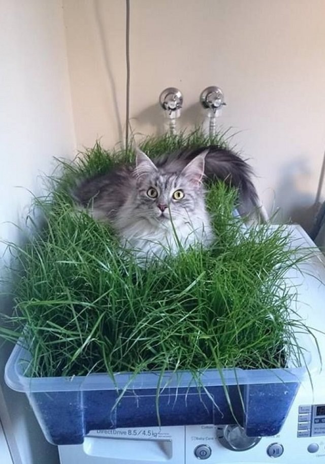 Diy Cat Grass Planter ~ The Health Benefits Of Cat Grass In 2020