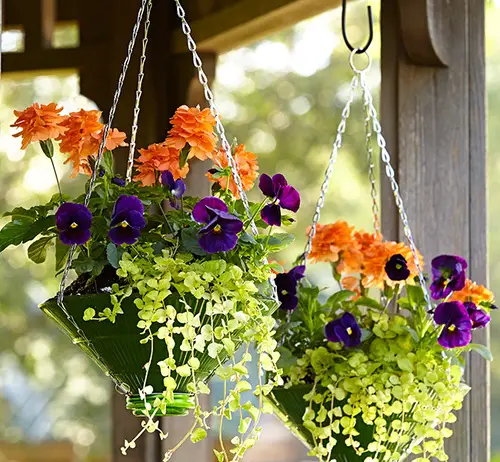 Offbeat Hanging Planter from a Lamp