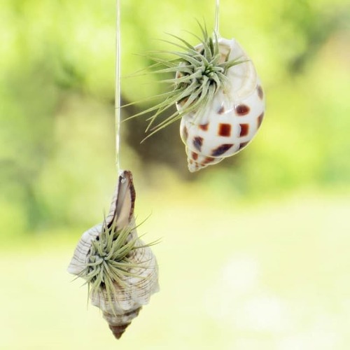 Hanging Seashell Planter