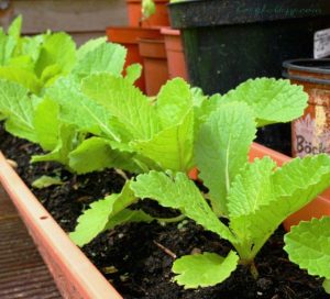 Growing Asian Greens 4