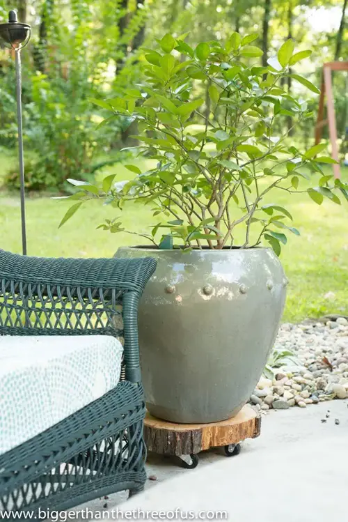 Use Dead Christmas Tree Trunk for Pot Risers