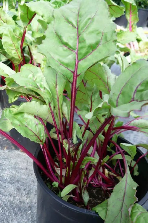 How to Grow Beets in Pots