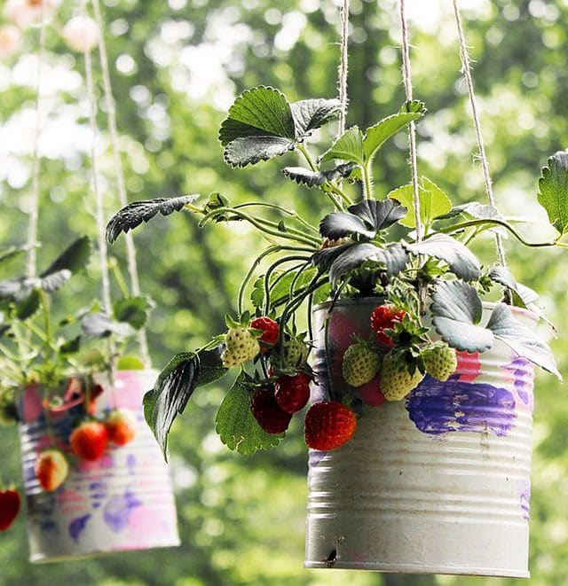 9 Unbeatable DIY Ideas for Growing Strawberries in a ...