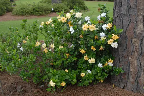 Surprising Coca Cola Uses In The Garden 2
