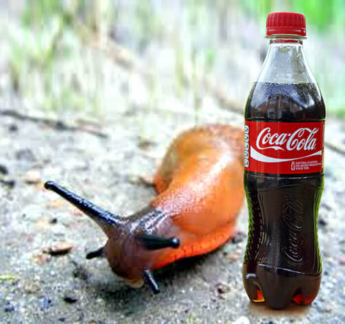 Surprising Coca Cola Uses In The Garden  4