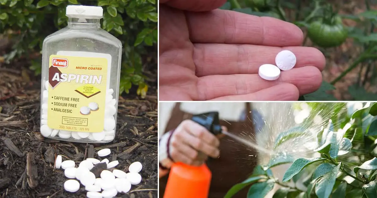 Aspirin Therapy Aspirin Uses In The Garden For Most