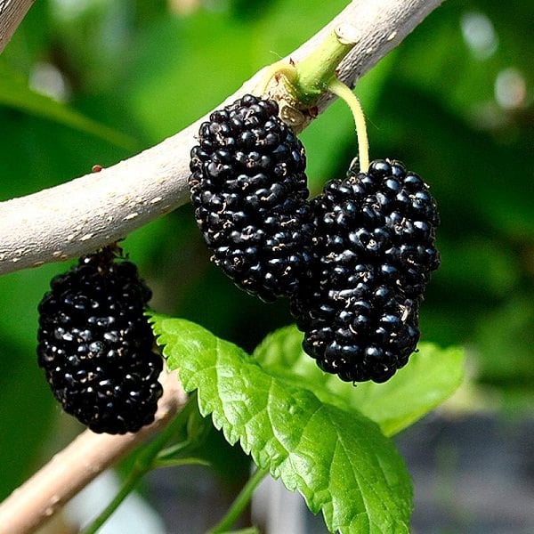 Growing Mulberry in Containers | How to Grow Mulberry Tree in a Pot ...