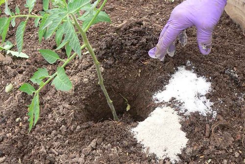 Epsom Salt While Transplanting