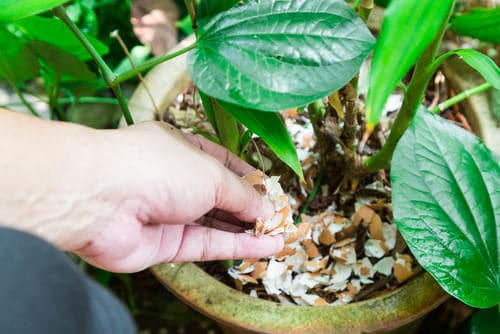 Eggshells Around Plants