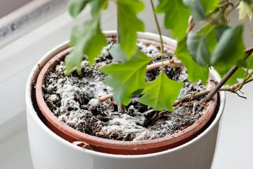 Do Not Use the Soil from a Diseased Plant Container