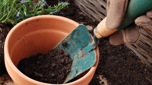 Container Gardening Tips 