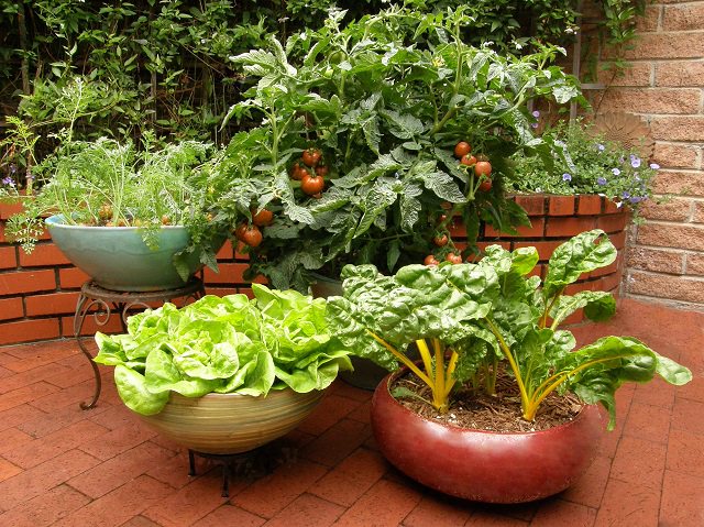  Best vegetables for container gardening in small spaces