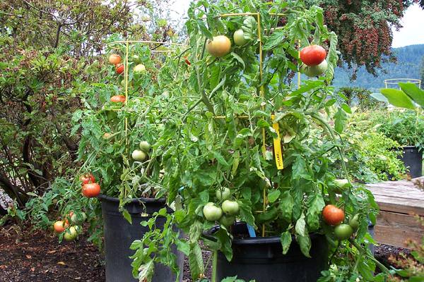 Image result for Bush Goliath Tomato in container