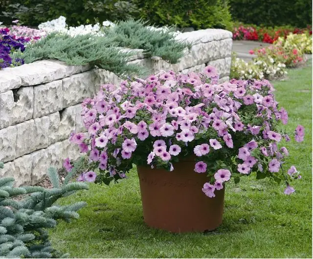Plants that Repel Spiders 9