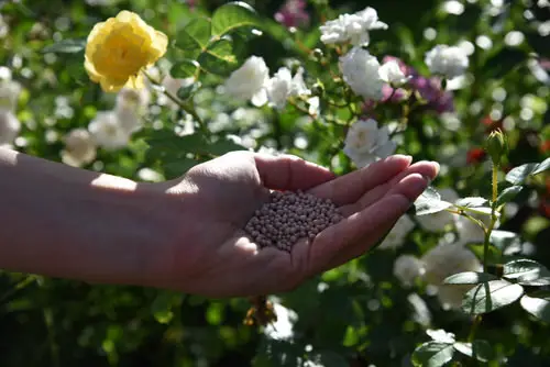 These Amazing Tips Will Keep Your Plants Blooming Continuously and Longer 9