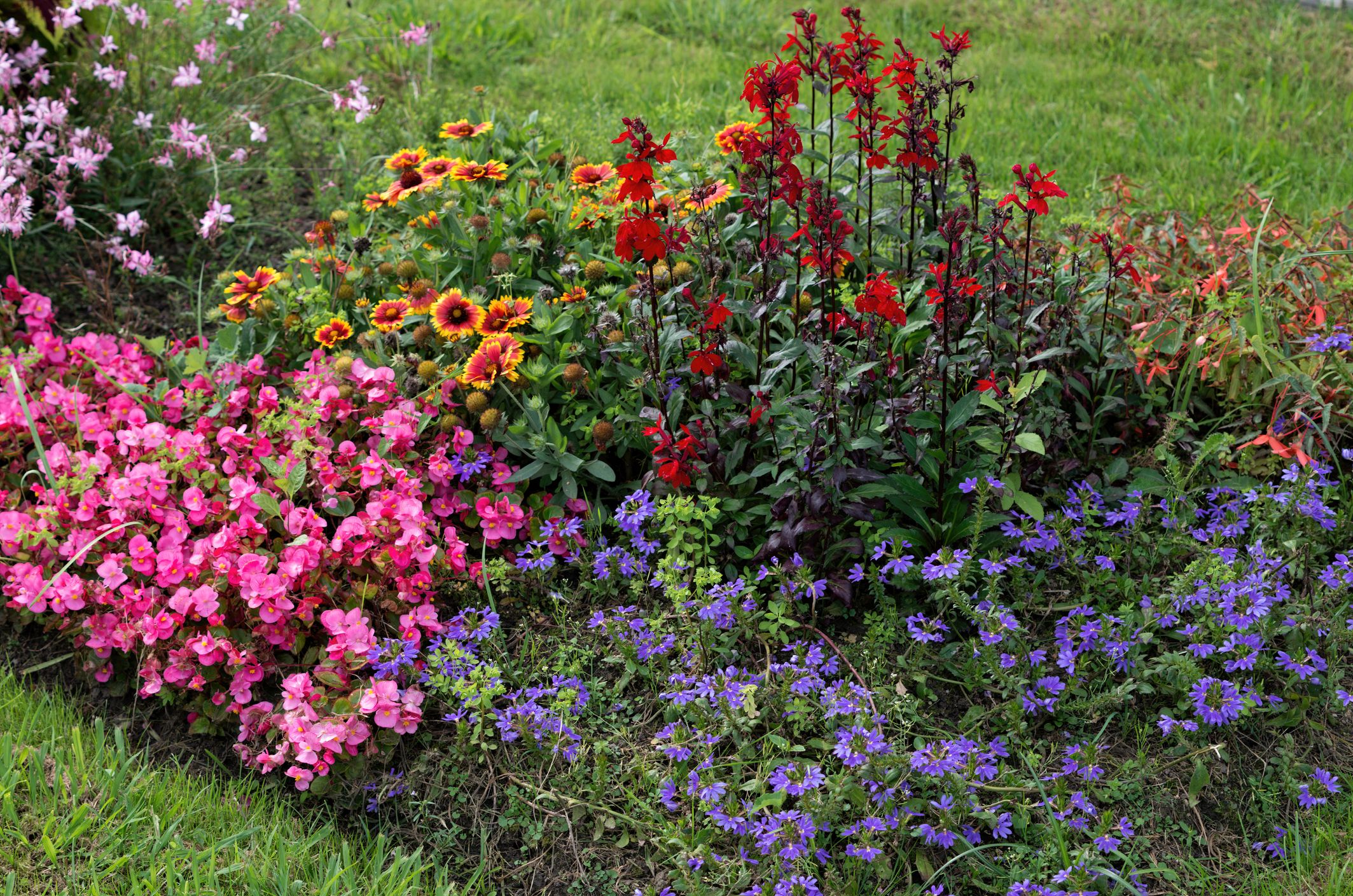  Tips Will Keep Your Plants Blooming 6