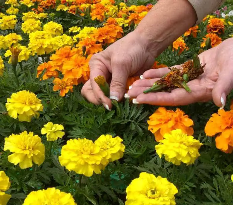 These Amazing Tips Will Keep Your Plants Blooming Continuously and Longer 2