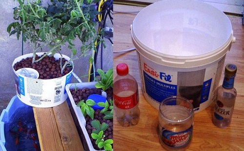 bucket uses Aquaponic System