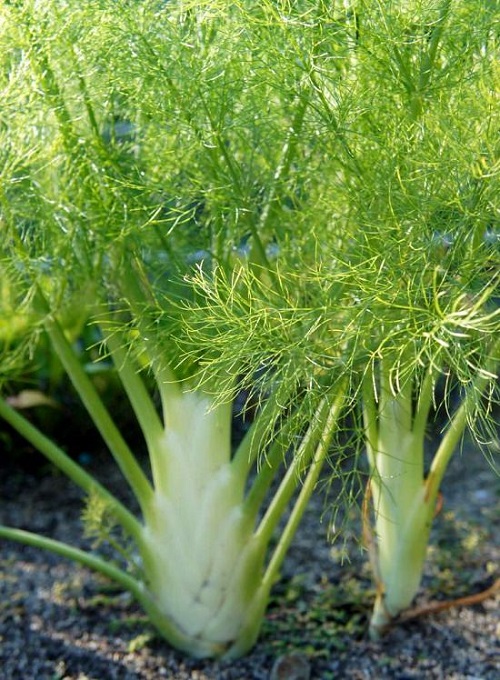 Best herb Plants To Plant in An Edible Italian Garden 