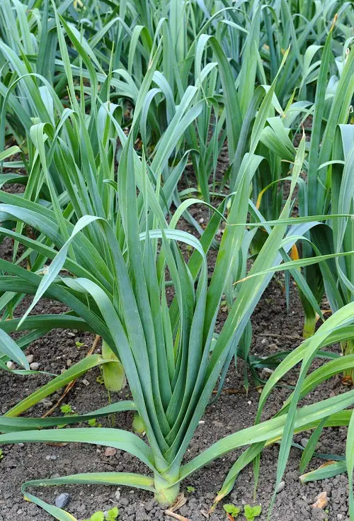  Vegetables To Grow For An Edible Italian Garden