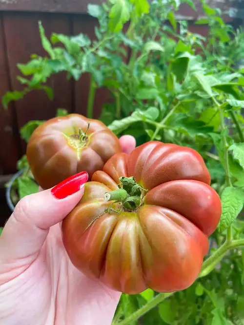 Top Heirloom Tomato Plants