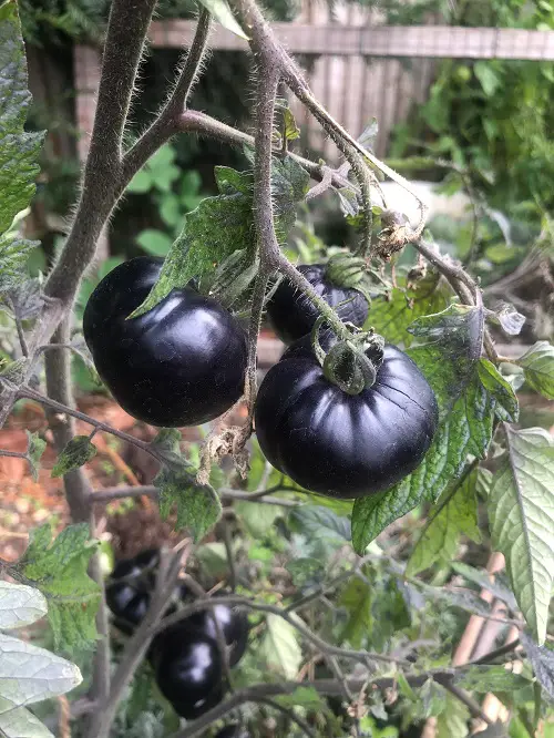 lovely Top  Heirloom Tomato Plants