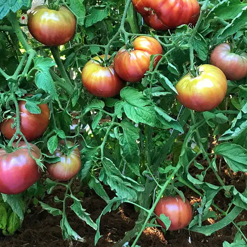 beautiful Top  Heirloom Tomato Plants