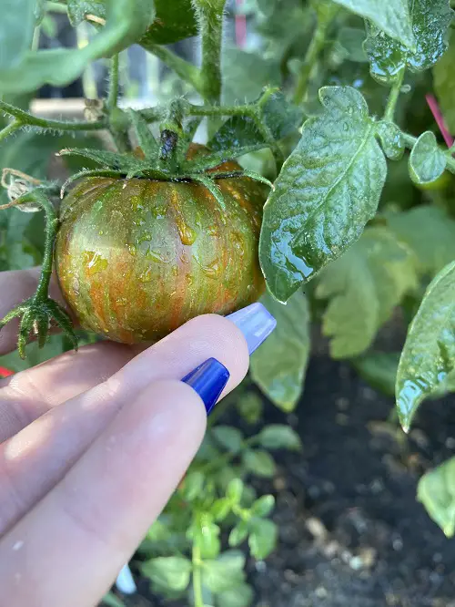 Chocolate Stripes plant