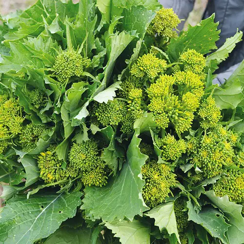 21 Plants To Grow For An Edible Italian Garden | Italian Container Garden 1