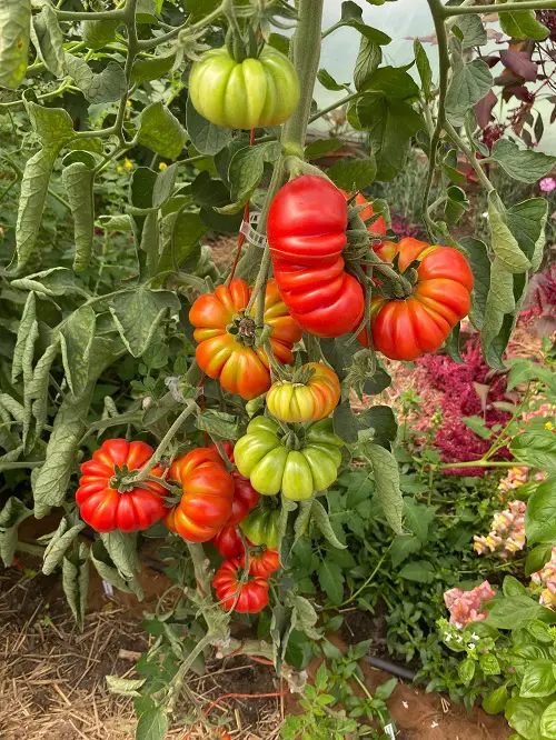 Constoluto Genovese in garden 