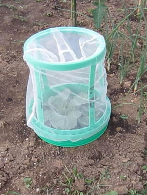 bucket uses in garden