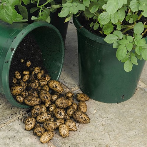 DIY Potato Bucket