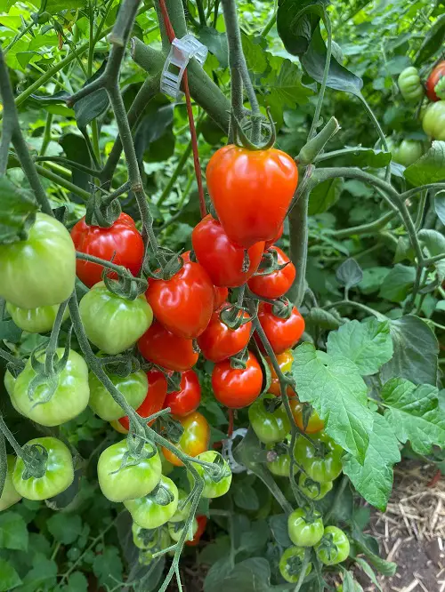 The Best Heirloom Tomatoes in yard