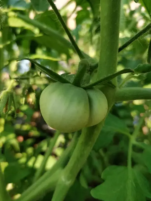 Amazing The Best Heirloom Tomatoes