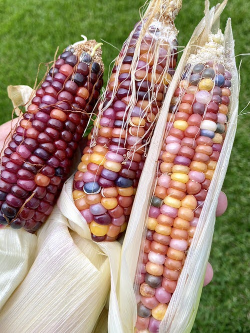 Most Colorful Vegetables in backyard