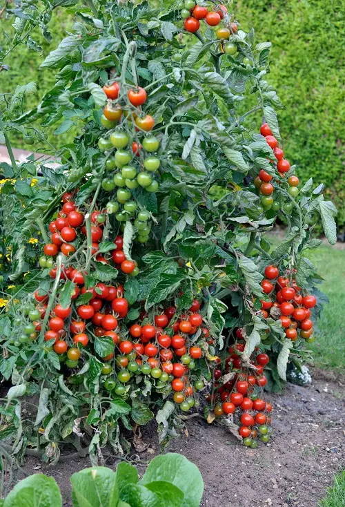 Are Tomato Plants Poisonous to Deer