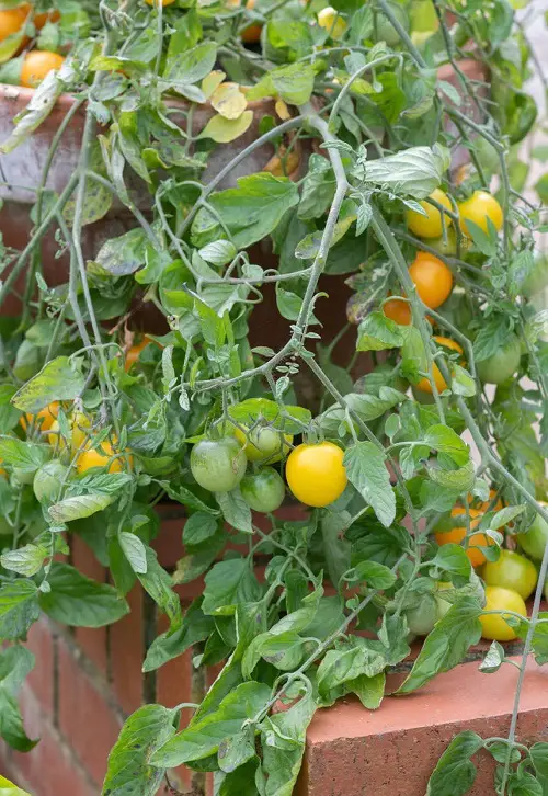 beautiful Tumbling Tom Tomatoes