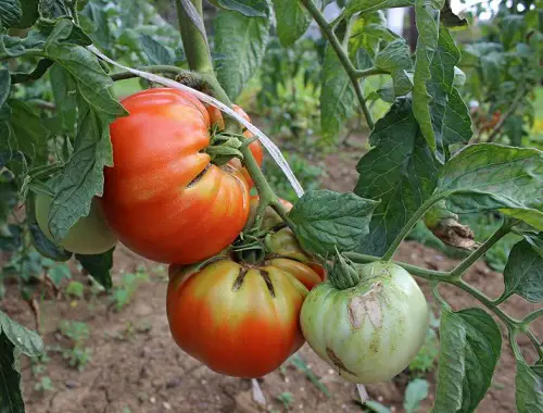 Heirloom Tomato Varieties